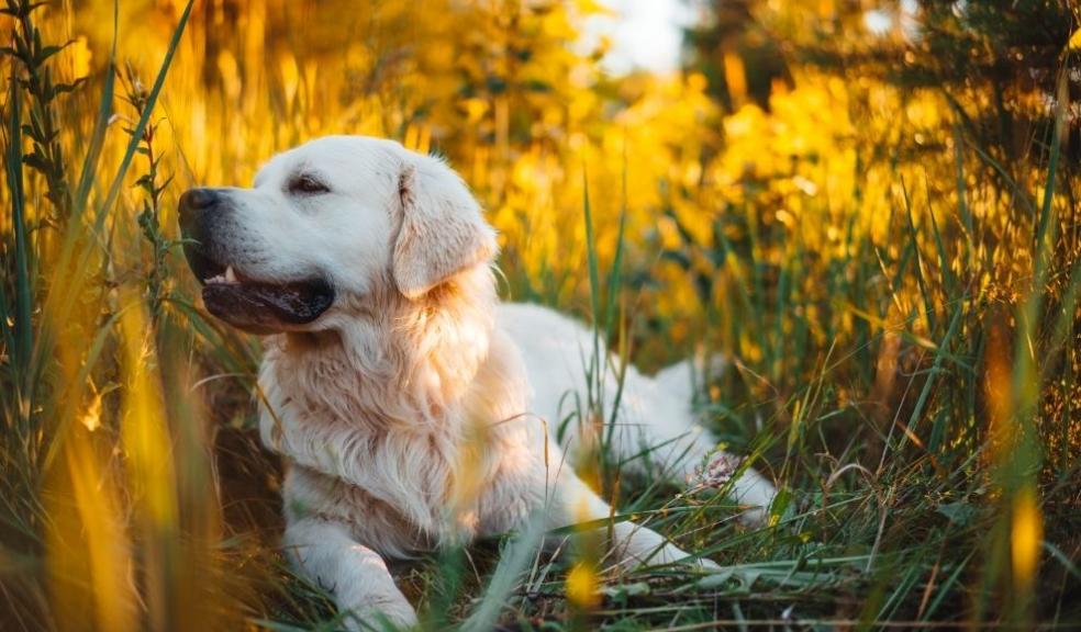 Grass seed injuries in dogs How to prevent them Your Pet's Daily